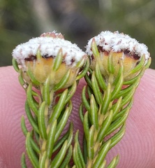 Phylica selaginoides