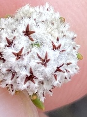 Phylica selaginoides