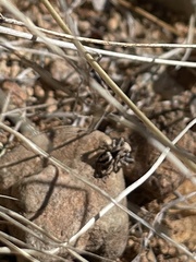 Habronattus clypeatus