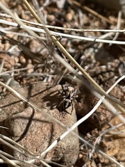 Habronattus clypeatus