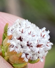 Phylica selaginoides