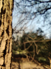 Cyclosa argenteoalba