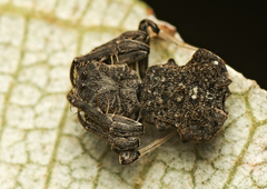 Arkys dilatatus