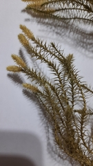 Spinulum annotinum alpestre