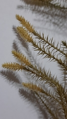 Spinulum annotinum alpestre