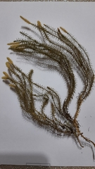 Spinulum annotinum alpestre