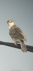 Cisticola cherina