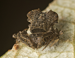 Arkys dilatatus