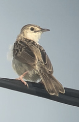 Cisticola cherina