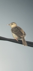 Cisticola cherina