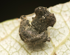 Arkys dilatatus