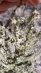 Mortonia scabrella