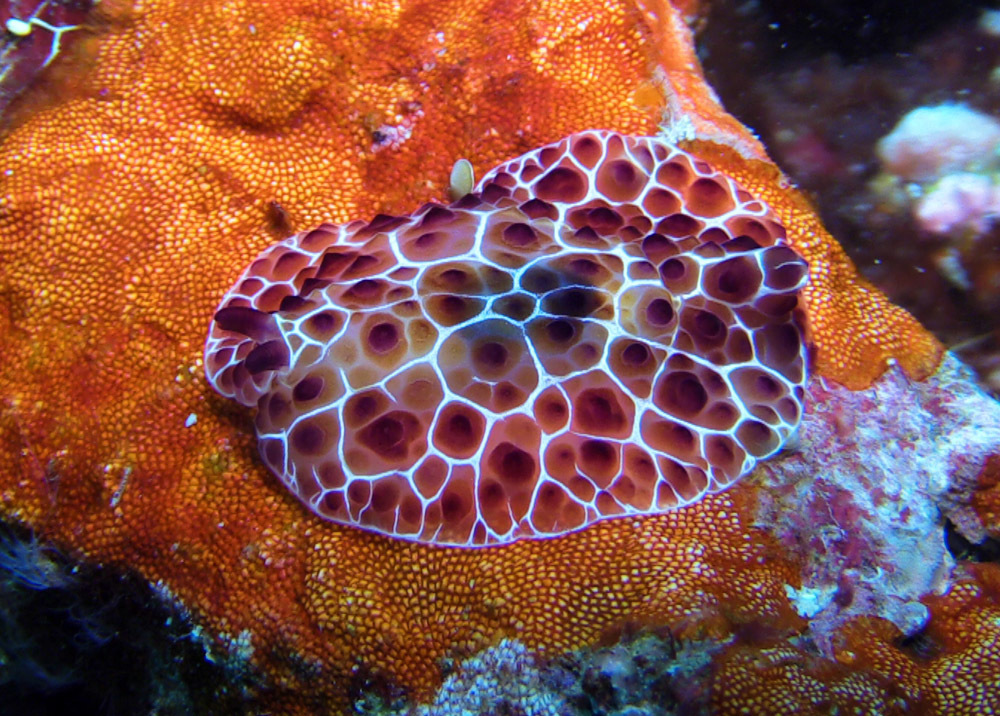 Side-gilled sea slugs