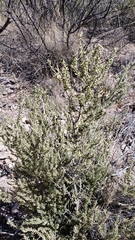 Mortonia scabrella