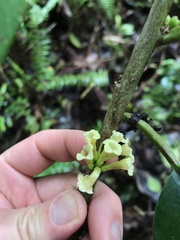 Cestrum macrophyllum