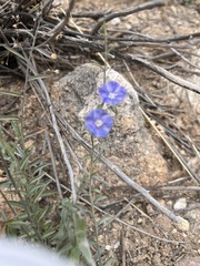 Evolvulus arizonicus