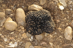 Tuber aestivum