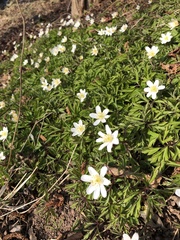 Anemonoides nemorosa