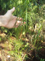 Dracophyllum sinclairii