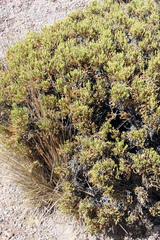 Parastrephia quadrangularis