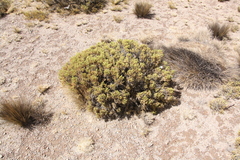 Parastrephia quadrangularis