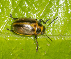 Endocephalus lineatus