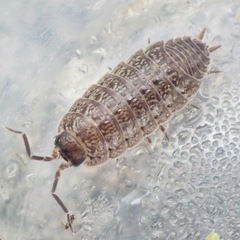 Porcellio provincialis