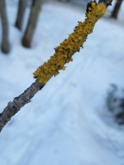 Xanthoria parietina
