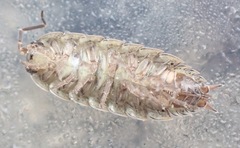 Porcellio provincialis