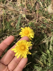 Agoseris apargioides