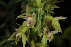 Epipactis