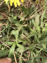 Agoseris apargioides