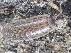 Porcellio provincialis