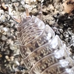 Porcellio provincialis