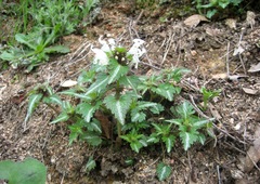 Lamium bifidum