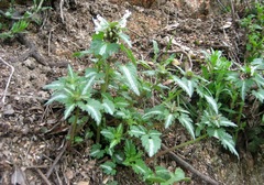 Lamium bifidum