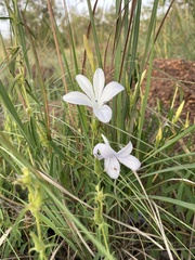 Barleria pretoriensis