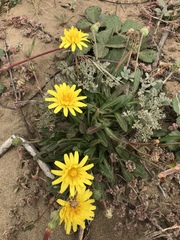 Agoseris apargioides
