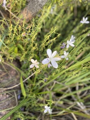 Barleria pretoriensis