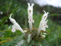 Lamium bifidum