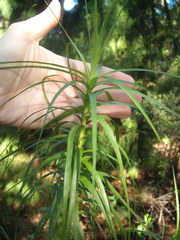 Dracophyllum sinclairii