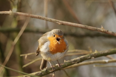 Erithacus rubecula