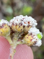 Phylica selaginoides