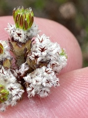 Phylica selaginoides