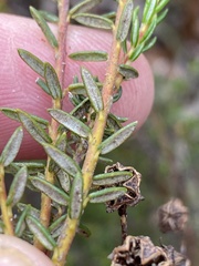 Phylica selaginoides