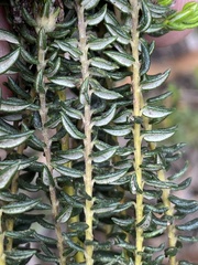 Phylica selaginoides