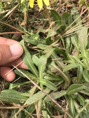 Agoseris apargioides