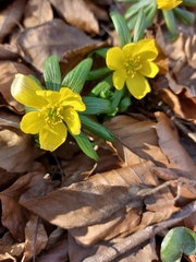 Eranthis hyemalis