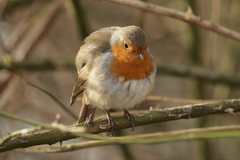 Erithacus rubecula