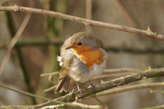 Erithacus rubecula